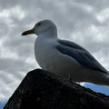 IMG_3346.jpeg