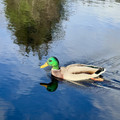 IMG_4261.jpeg