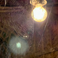 IMG_6931.jpeg